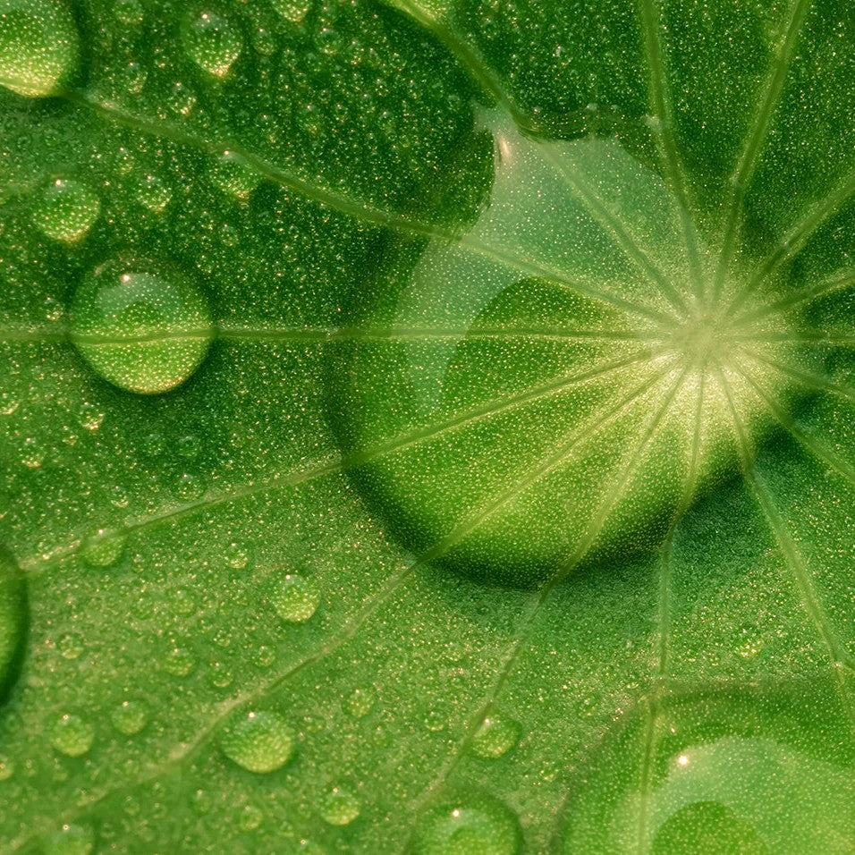 Centella Asiática